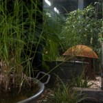 Ein Spiegel im Garten