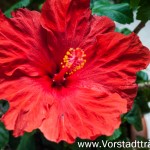 Der Hibiscus blüht