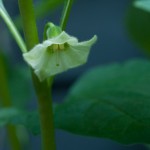 Die zarten Blüten der Physalis