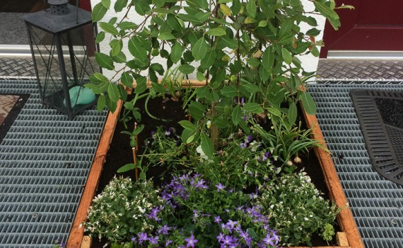 Pflanzkasten Frontansicht