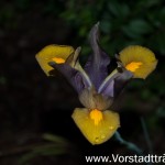 Schwarz gelbe Lilie 2