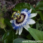 Passionsblume