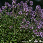 Thymian im Kasten