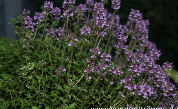 Thymian im Kasten