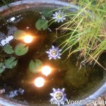 Schwimmkerzen und Passionsblumen Sommer 2016