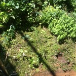 Neues Beet am Hang- vorher