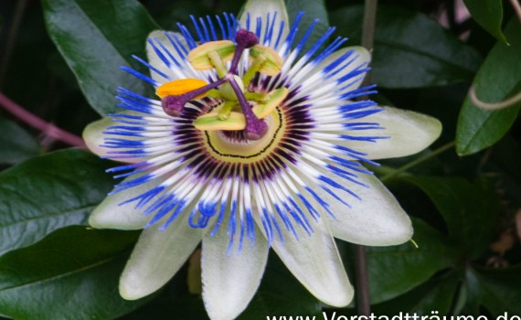 Blüte einer Passionsblume