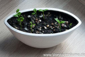 Zitronenbäumchen die ersten Blätter