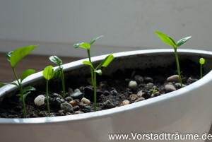 Zitronenbäumchen Mini ganz nah