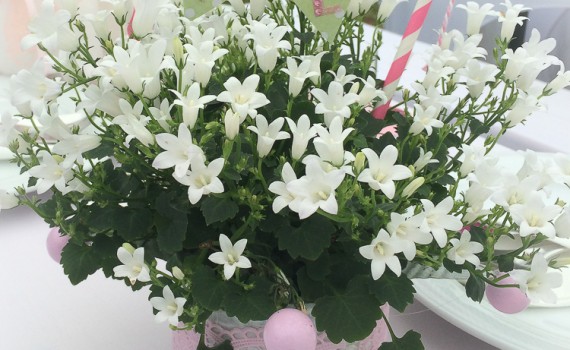 Glockenblume mit Namensgirlande