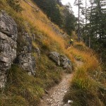 Weg zum Tegelberg selbst die Gräser färben sich im Herbst