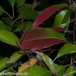 Alle Blätter leuchten in den schönsten Farben