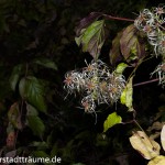 Zart, verspielt leuchtet das Weiß der Clematissamen