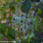 Zart, verspielt leuchtet das Weiß der Clematissamen