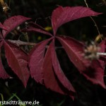 Der wilde Wein besticht durch seine Rotfärbung