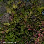 Herbstfarben in der wilden Hecke