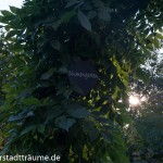 Das Tor zu unserem Blumengarten