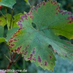 Die Blätter des Weins verfärben sich