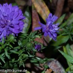 Die Herstbastern hatten es dies Jahr schwer und trotzdem blühen sie schön