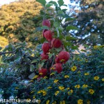 Ein Traum an Sommer und Herbstblumen