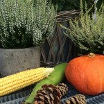 Herbstdekoration aus Blumen, Mais und Kürbis