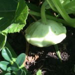 Ufo Zucchini, Pattison