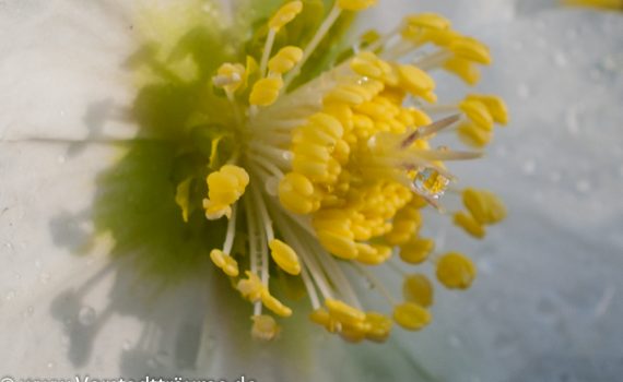 Christrose 1