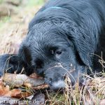 Mia liebt Stöckchen Dezember 2014