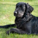 Die Sonne genießen im Garten