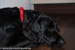 Halsband aus Biothane