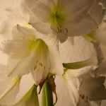 Weiße Amaryllis