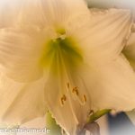 Weiße Amaryllis Blüte