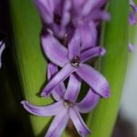 Hyazinthen Blüten