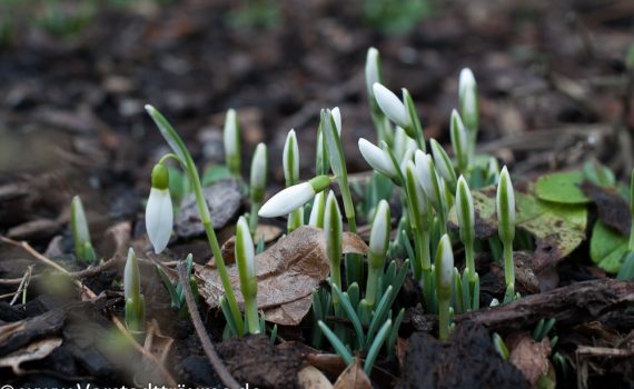 Knospen Frühblüher Schneeglöckchenkissen