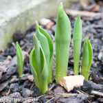 Knospen Frühblüher Tulpen