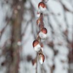 Knospen Weidekätzchen