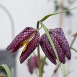 Knospen Frühblüher Schachbrettblume