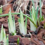 Knospen Frühblüher Iris
