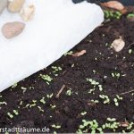 Samen direkt im Beet