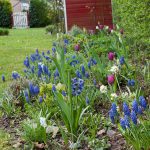 Beet mit Frühlingsblumen