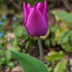 Tulpen als Farbklecks