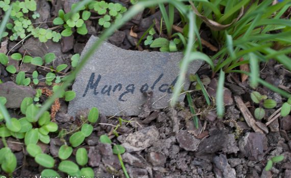 Samen im Beet kennzeichnen