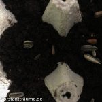 Samen im Eierkarton aussäen