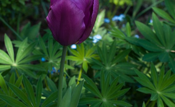 Lila Tulpe im Beet