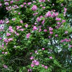 Die Rosen ranken in alte Bäume in Monets Garten