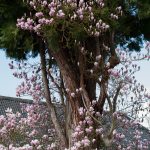 Magnolie in Mammutbaum