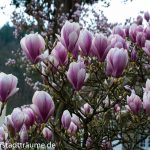 Schloss Ehreshoven Magnolien Blüten