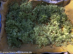 Holunderblüten trocknen