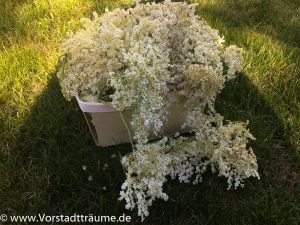 Holunderblüten