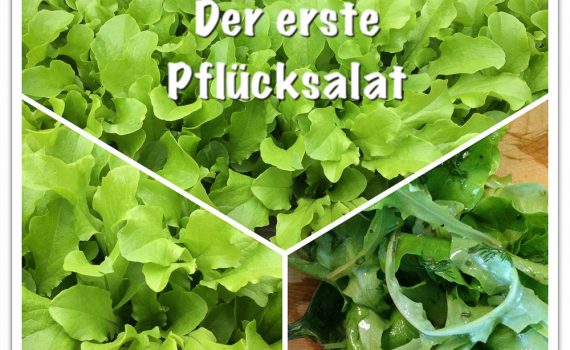 Pflücksalat